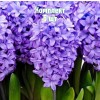 Комплект 5шт / Гиацинт Минос