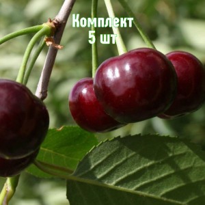 Комплект 5шт / Вишня Ровесница