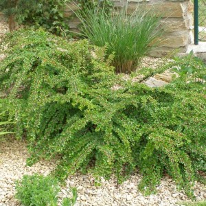 Саженец кизильника горизонтального Робуста