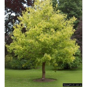 Саженец клёна Ясенелистного (60-100 см)