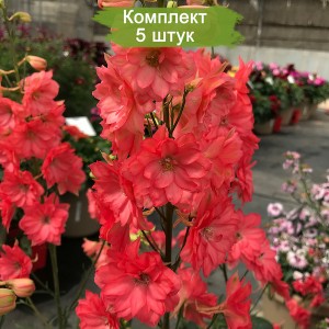 Саженцы дельфиниума Красный гигант -  комплект 5 шт.