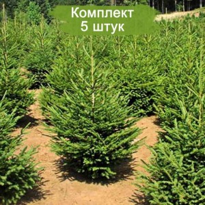 Саженцы ели европейской (15- 40 см) -  комплект 5 шт.