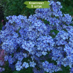 Саженцы флокса Гжель -  комплект 5 шт.