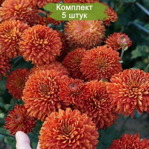 Саженцы среднецветковой хризантемы оранжевой Салютная -  комплект 5 шт.