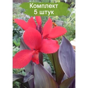 Клубни канны Дисколор (Discolor) -  комплект 5 шт.