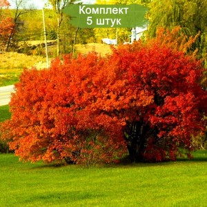 Сеянцы клёна Гиннала -  комплект 5 шт.