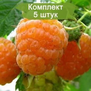 Саженцы ремонтантной ремонтантной малины Гигант (Желтая) -  комплект 5 шт.