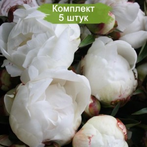 Саженцы пиона Elsa Sass (Эльза Сасс ) -  комплект 5 шт.