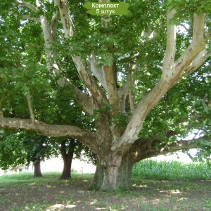 Саженцы платана Мексиканского -  комплект 5 шт.