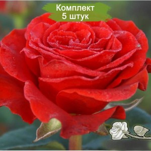 Саженцы чайно-гибридной розы Эль Торо (El Toro) -  комплект 5 шт.