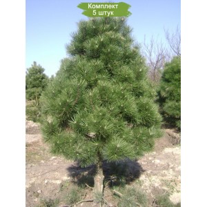 Саженцы сосны Чёрной 60-100 см -  комплект 5 шт.