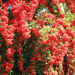 Саженец пираканты Ред Стар (Red Star)