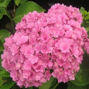 Саженец гортензии крупнолистной Романс пинк (Romance Pink)