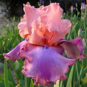 Саженец ириса Прелестный розовый