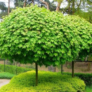 Саженец клёна остролистного (до 100 см)