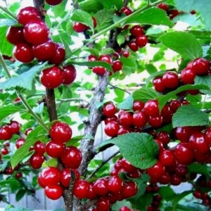 Вишня войлочная Алтана